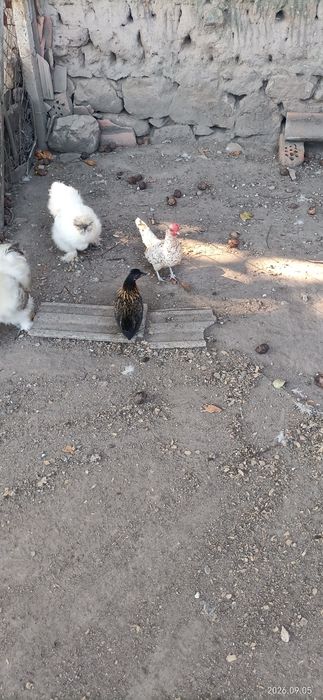 Продавам декоративни кокошки.