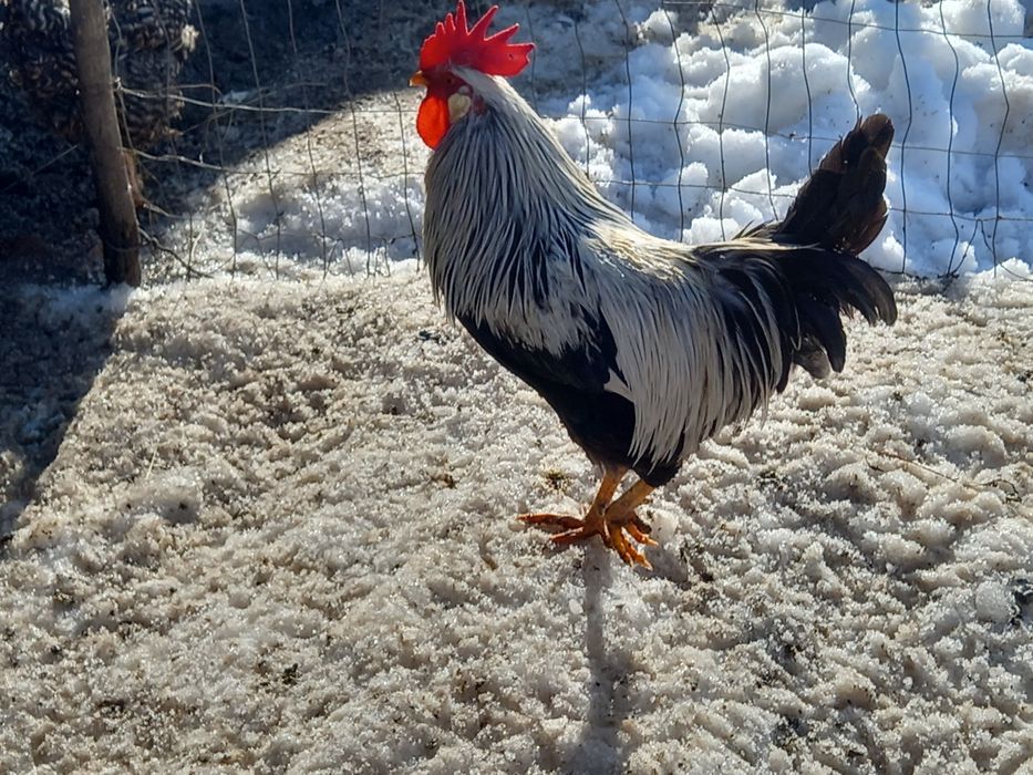 Oua pentru incubat de rasă Italieni (leghorn)