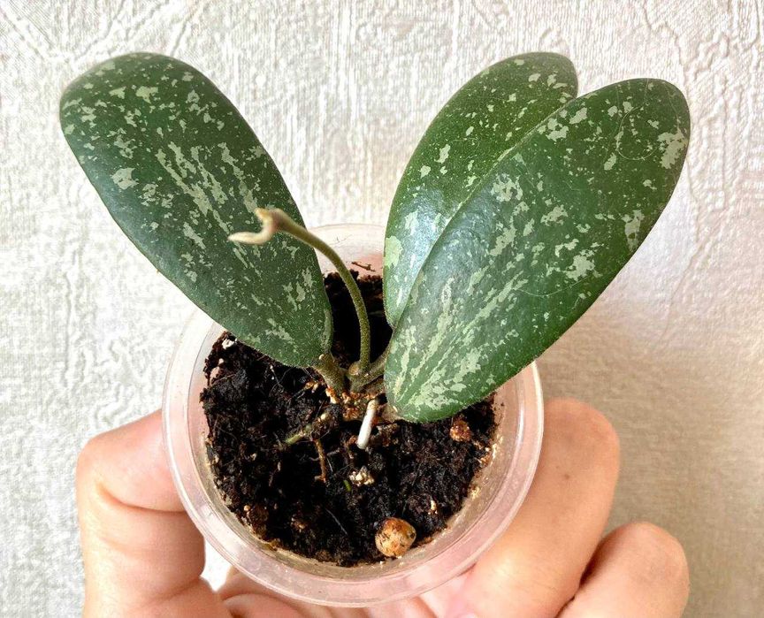 Сортовые хойи (обовата вар сплеш и др.) от 50 тысяч