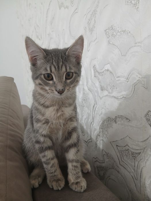 Котятки в любящие руки