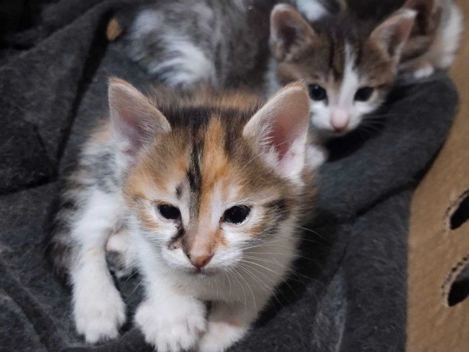 срочно отдам котят