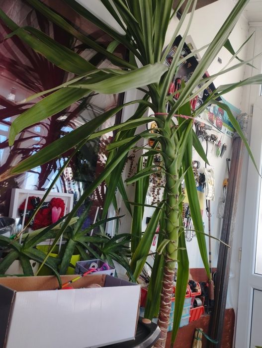 Yuca are 2.60metri înălțime