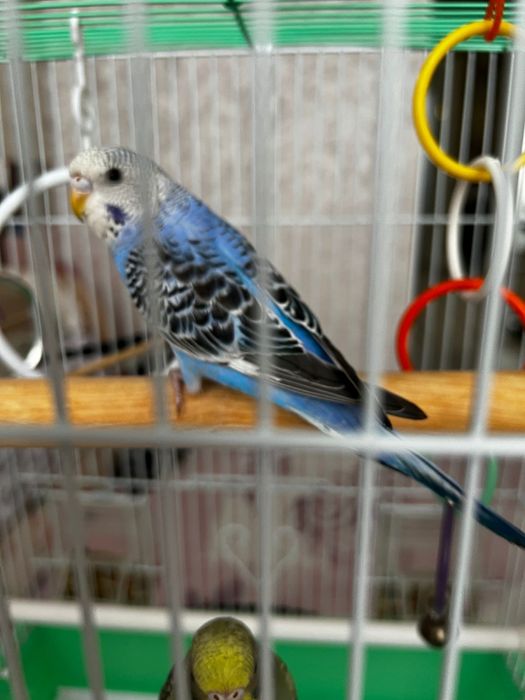 Волнистые попугаи