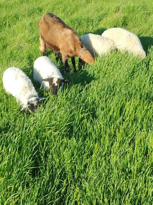 Miei buni grași bine îngrijiți