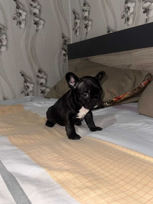 Чистокръвен френски булдог