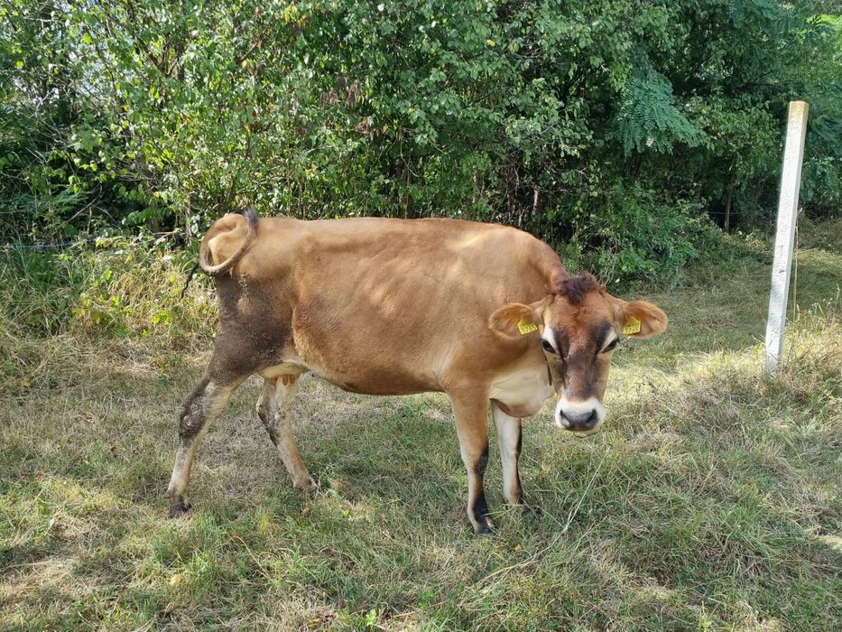 Vând vaca jersey la prima fatare