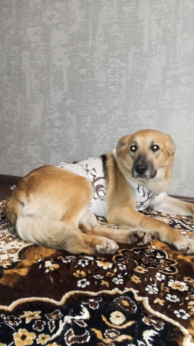 Девочка ищет дом