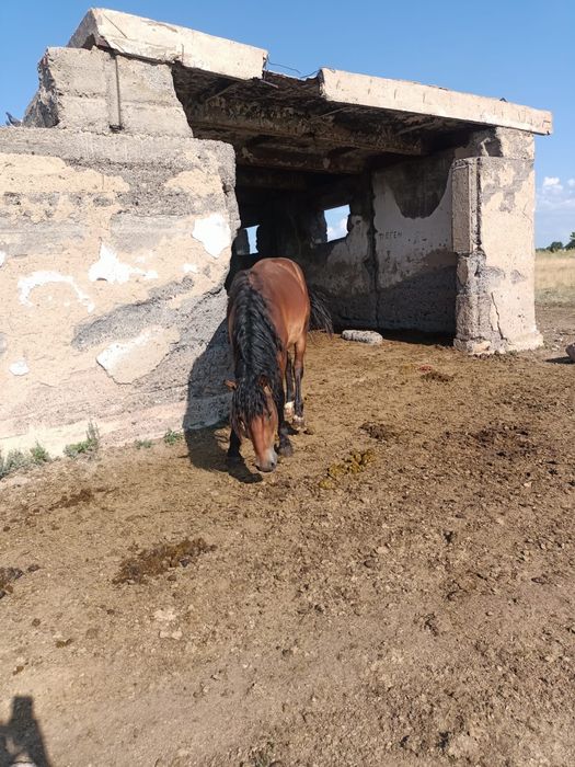 Продам Құнан, далада күйі жақсы