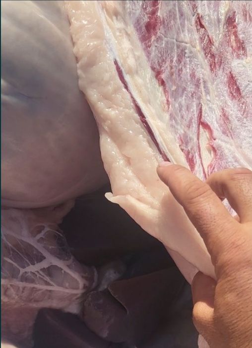 Кунде Соғым жілік 2600тг