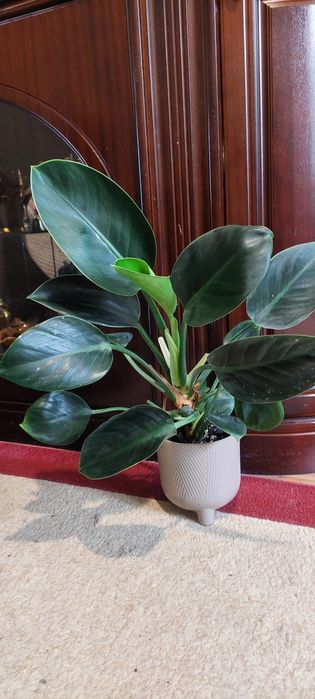 Продам филодендрон Империал Грин