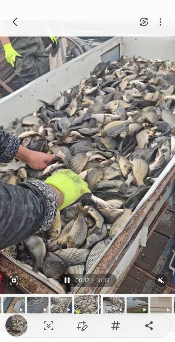 Puiet de crap acvacultura