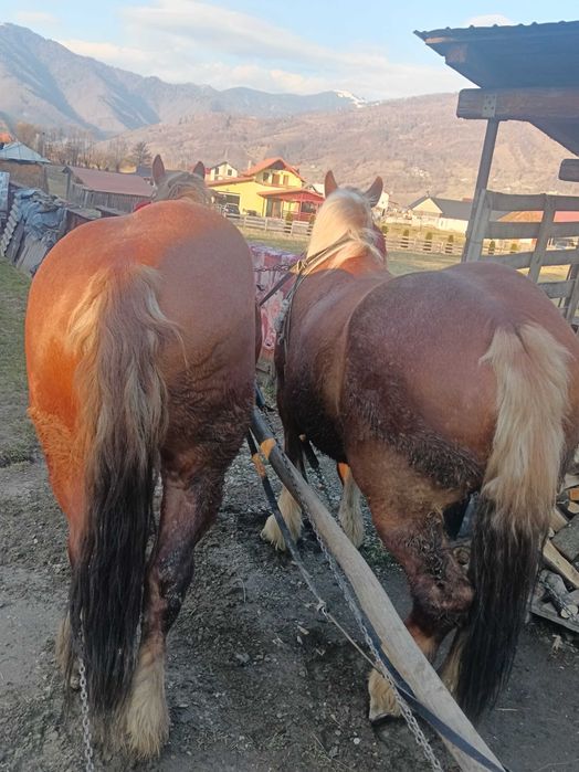 Vând pereche manzi!