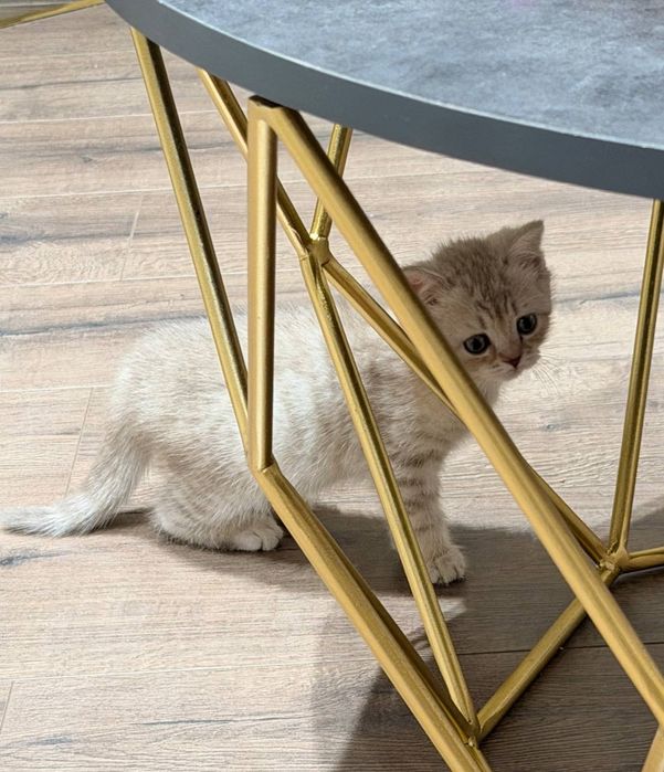 Жуда ак,или мушук