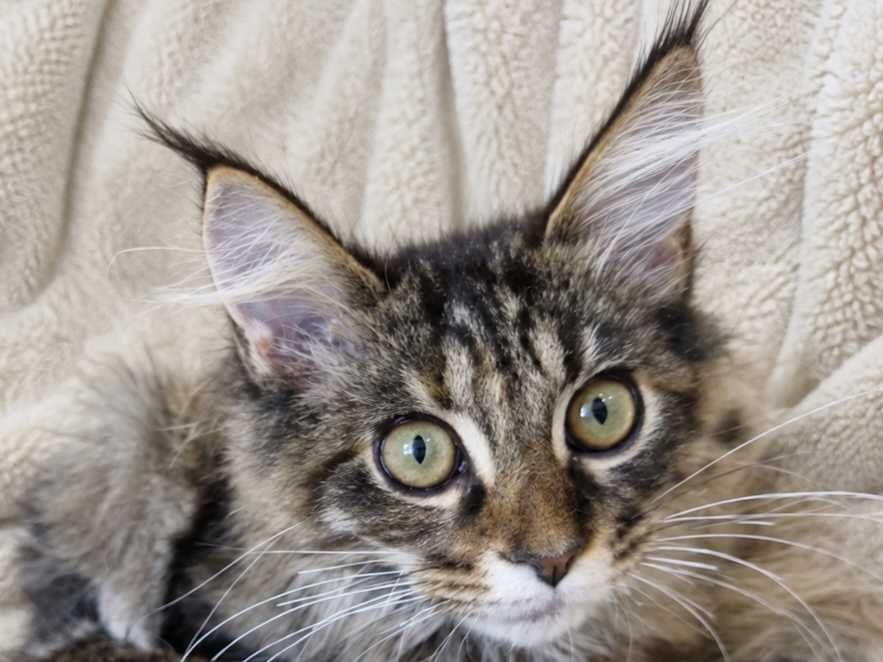 NIRA – Maine Coon femelă f22, pedigree | LYNX RUNE CODE