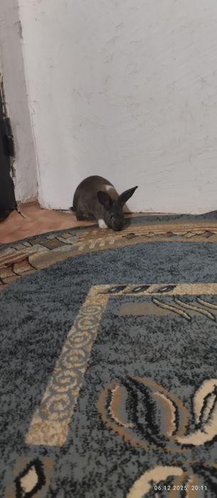 Қоян , мальчик 3,5мес