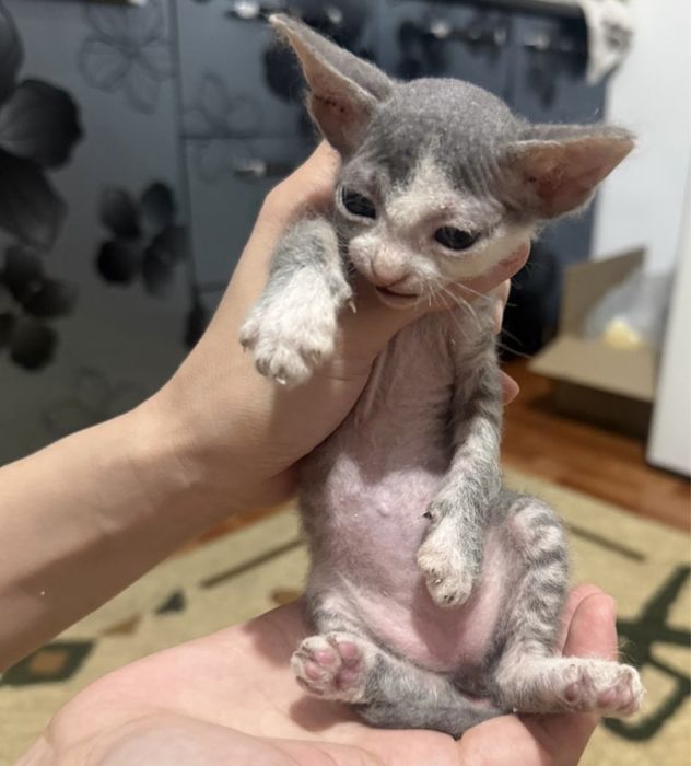 Девон Рекс котёнок