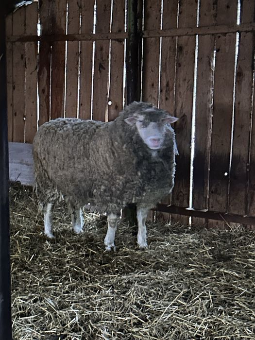 Berbec ile de france de 3 ani