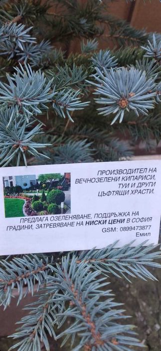 Предлагаме Туя-Смарагд и др.Озеленяване и подръжка на зелени площи