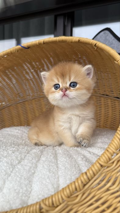 British shorthair  Baietel