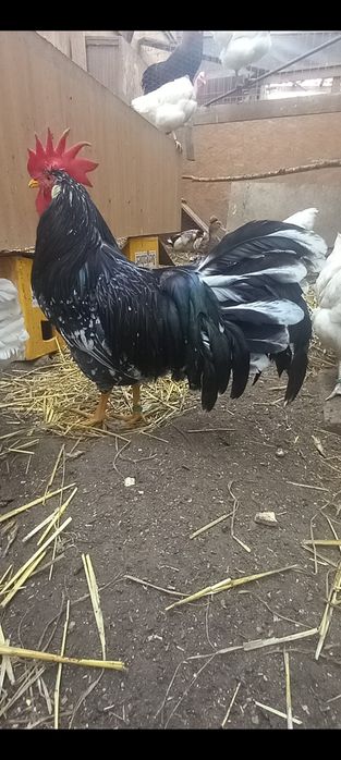 Disponibil această rasă de găini Rhodi șlam.