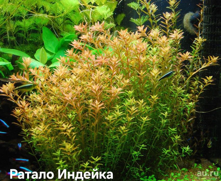 Растения без Co2