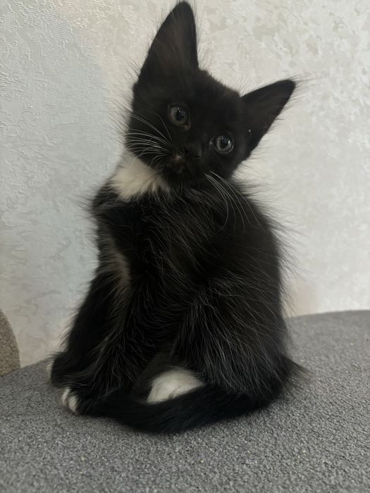 Котята в добрый руки