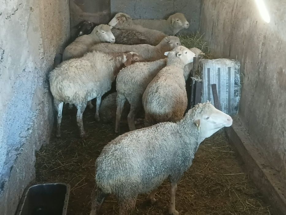 Продам.  баран..