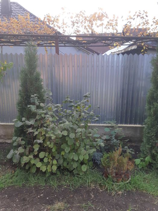 Vand tuia diferite marimi ,modele