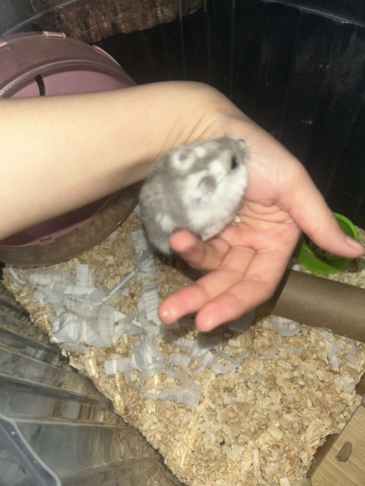 хомяк 3 месяца со всем необходимым.