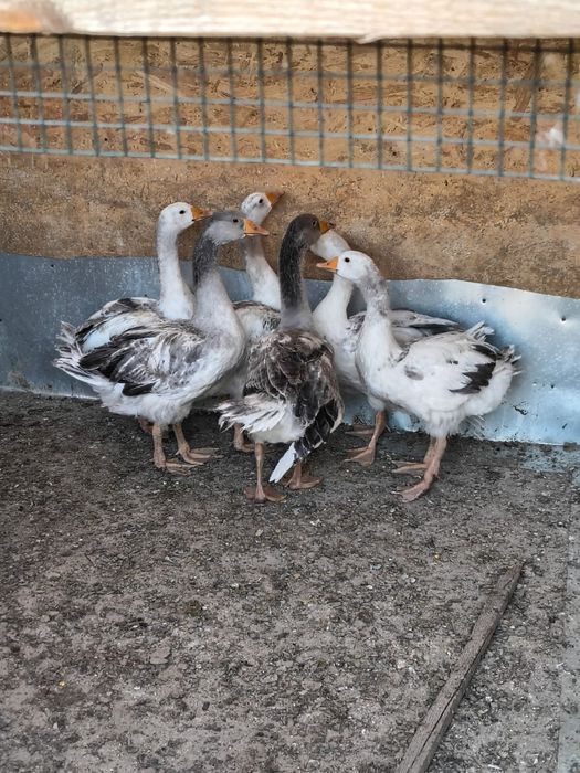 Vând păsări australorp,rățoi,curci