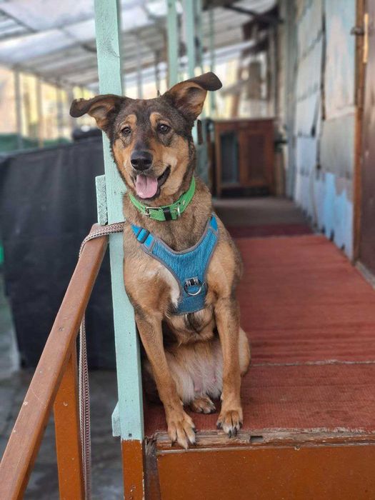 Отдам собаку ТОЛЬКО в хорошие руки