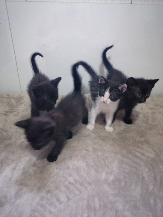 Donatie pui pisica 2.5 luni