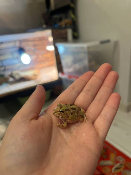 Лягушки рогатки малышня