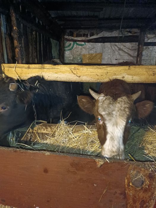 Продам 17 голов бычков