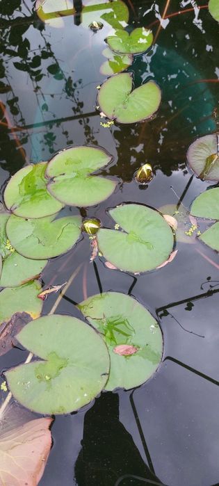 Кувшинка прудовая "Нимфея"