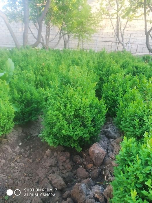 Kustarniklar sotiladi Eunomis Japonica Bravo, shamshod , magoniya