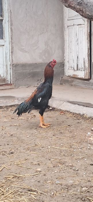 Дакен сатылады денесі ірі туқыдыққа