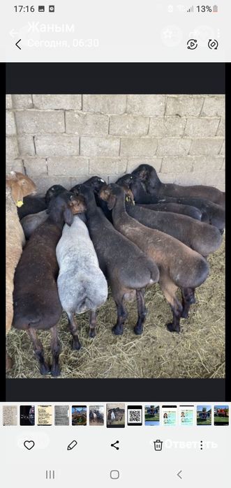 Қой сатылыды семіз