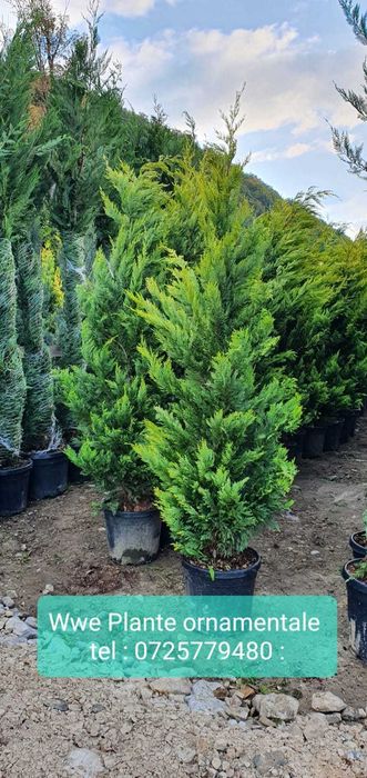 Cupressocyparis Leylandii – Intimitate și protecție naturală