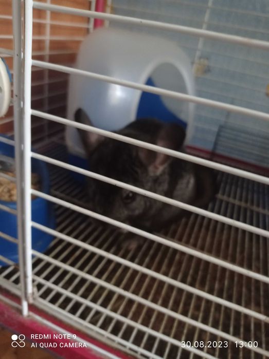 Шиншилла с клеткой