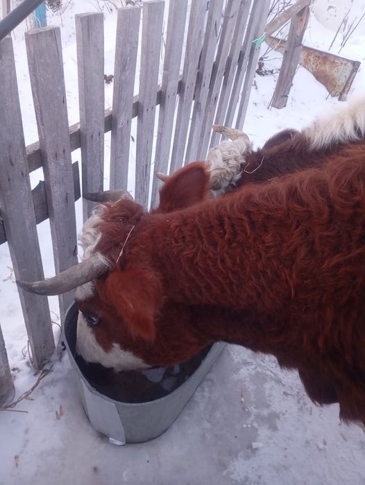 Продам стельных  коров