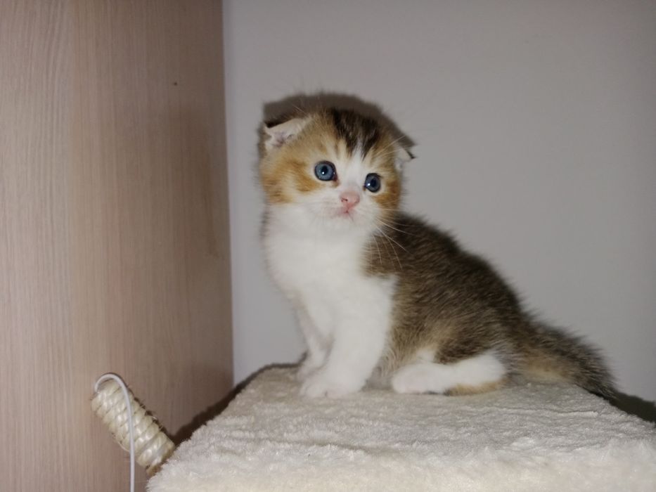 Скоттиш Фолд мальчик золотистый биколор
