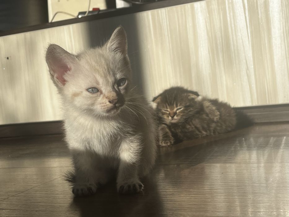 Продам котят вислоухие