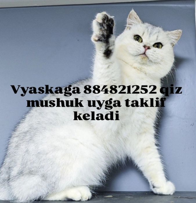 Viyaskaga qiz mushuk uchrashuvga taklif qiladi biritaniskiy serbiristi