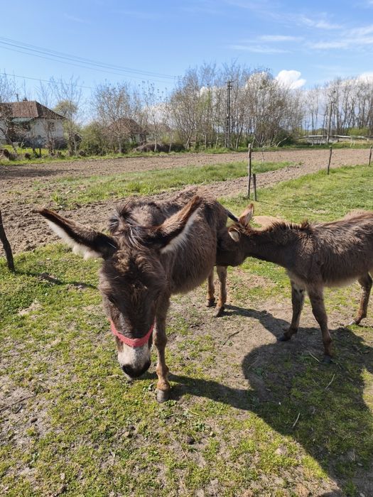 Măgăriță cu pui mascul