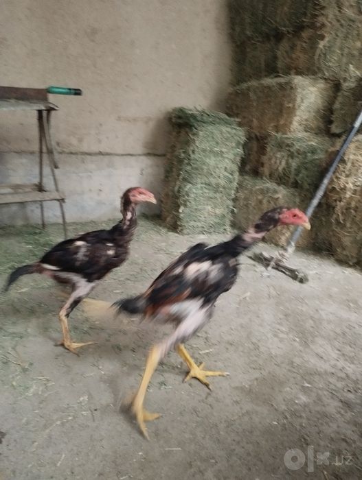 Kulangi dakang jujalar sotiladi 2ta xuroz zoti saman toza zot 720ming