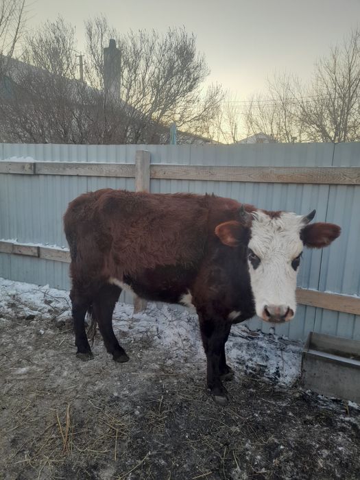 Продам три коровы