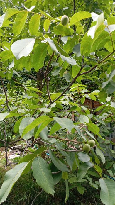 Продам два дома.