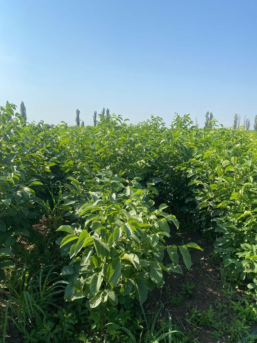 Nuc altoit și selecționat!