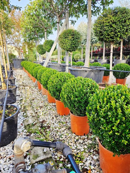 Buxus globular de mai multe dimensiuni